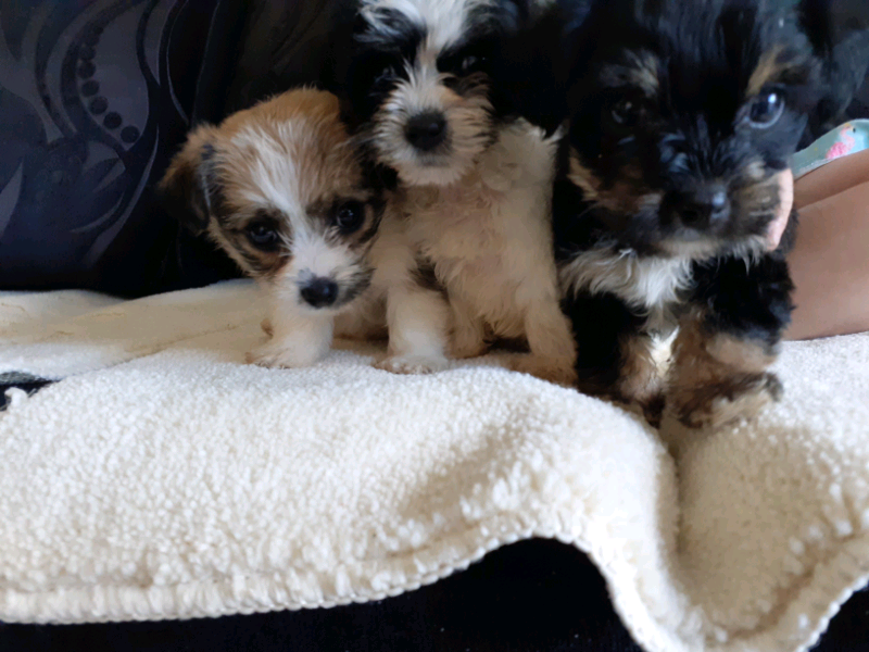 shichon puppies for sale gumtree